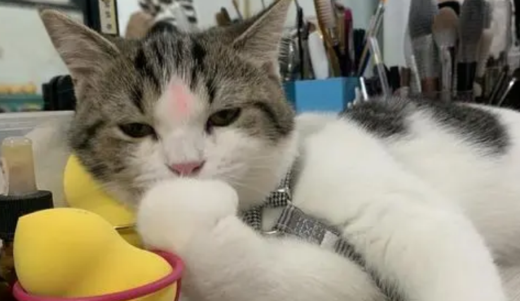 吸猫成瘾,养猫“致贫”?年轻人催热“猫咪经济” 吸猫成瘾,养猫“致贫”?年轻人催热“猫咪经济”