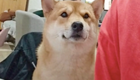 笑着看狗狗它就谄媚的笑,一转头它立马变脸 笑着看狗狗它就谄媚的笑,一转头它立马变脸