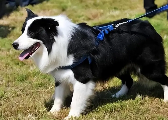 德国边境牧羊犬多少钱