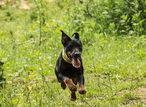 德国猎梗犬抓老鼠吗 德国猎梗犬抓老鼠吗