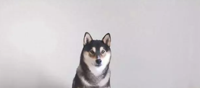 柴犬靠“卖画”为生，为主人赚了3万多，连狗都比我有才华