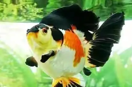 短尾鎏金金鱼如何鉴赏与挑选? 短尾鎏金金鱼如何鉴赏与挑选?