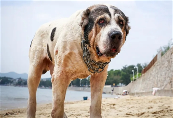 东亚牧羊犬多少钱
