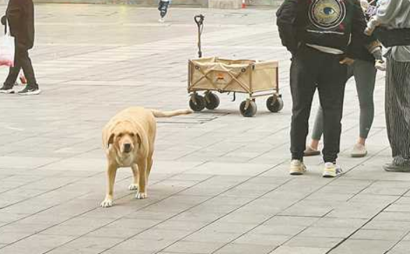 这里还有人遛大型犬不牵绳