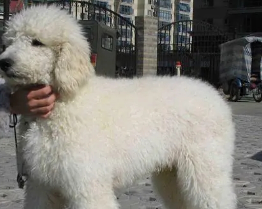 巨型贵宾犬图片价格