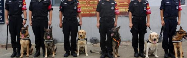 威风凛凛！“神犬警探”是这样炼成的