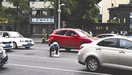 猫咪误入车流不知所措 暖男交警将其抱回路边