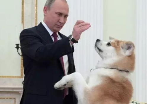 普京教的一手好狗!来自岛国的秋田犬,冲着日本人狂吠不止。 普京教的一手好狗!来自岛国的秋田犬,冲着日本人狂吠不止。