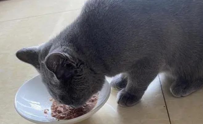 呢咔猫罐头：健康美味，满足猫咪挑剔味蕾