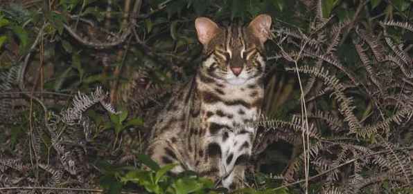 野生豹猫现身厦门岛内山林！专家：太难得了！