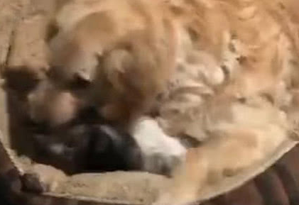 猫窝被金毛霸占，小奶猫向主人“告状”，10分钟后主人一看笑喷！