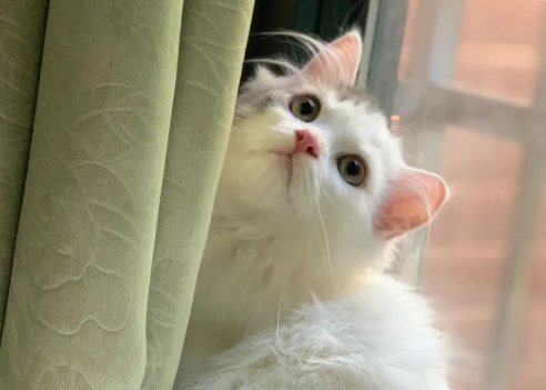 净梵猫是什么样子-净梵猫是什么样子的图片