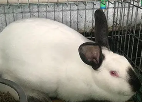伊拉兔好养吗 种兔必须要单笼饲养 伊拉兔好养吗 种兔必须要单笼饲养