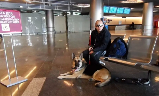 导盲犬流落在人间的天使 导盲犬流落在人间的天使