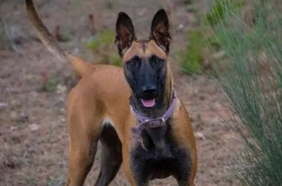 很优秀的几种“护卫犬”，养一只在家里，安全感十足！