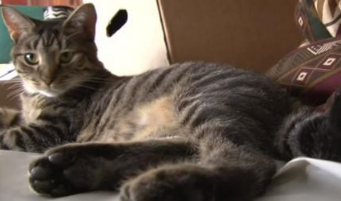 猫咪在厨房发生阵阵骚动，主人到厨房一看，地上居然躺着一条毒蛇