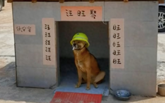 狗狗帮忙看工地，有一个专属的小房子