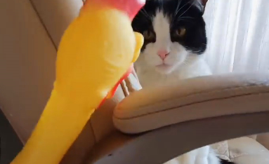 猫咪成功捕获自己的“爱宠”,这也是没谁了 猫咪成功捕获自己的“爱宠”,这也是没谁了