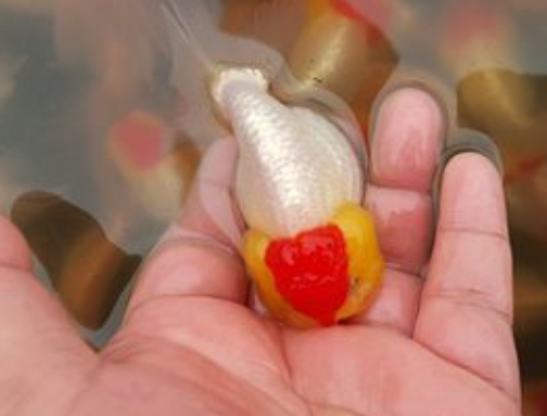 红虎头金鱼吃什么 食物要合理搭配