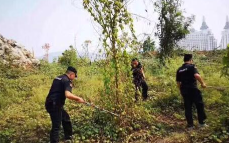 男子在澜沧江边放生一袋蛇，森警出动捕蛇消除隐患