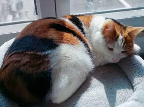 家养三花猫注意事项 家养三花猫注意事项