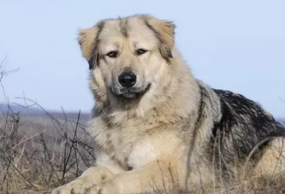 高加索牧羊犬最大的多少斤