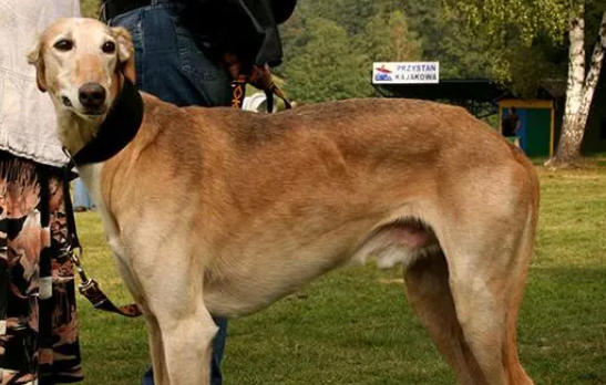 比格猎犬能长多大