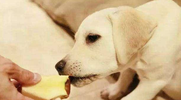 过早给婴儿舔水果危害是