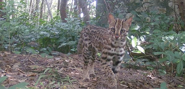 豹猫现身海口五源河湿地 ，离市政府不足500米