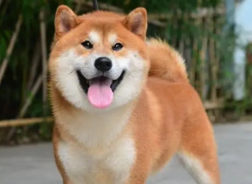 什么样的柴犬品相最好