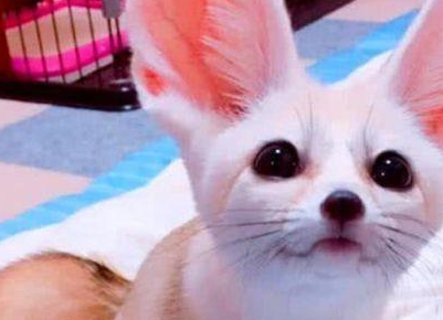 女子800买了一只布偶猫,收到货却后悔了,网友:这比猫还贵! 女子800买了一只布偶猫,收到货却后悔了,网友:这比猫还贵!