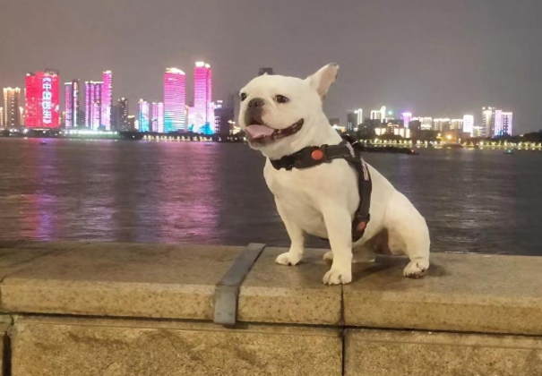 医生误诊间接导致宠物狗死亡?狗主人执意讨说法 医生误诊间接导致宠物狗死亡?狗主人执意讨说法