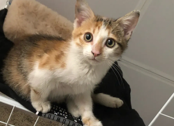英短三花猫配种颜色表 英短三花猫配种颜色表