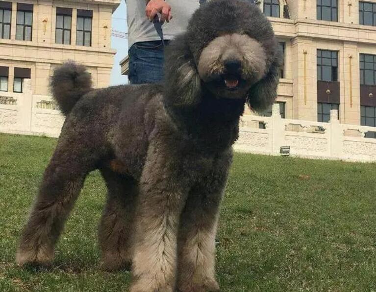 巨型贵宾犬怎么训练