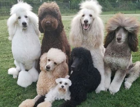 贵宾犬有哪几种类型
