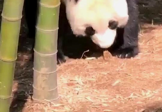 熊猫团子院子里发现竹笋，两只爪子齐开挖，网友：果然是个战五渣 