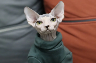 斯芬克斯猫有毛 斯芬克斯猫有毛