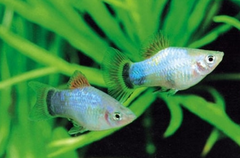 月光鱼好养吗?该鱼对水质要求不会很高 月光鱼好养吗?该鱼对水质要求不会很高