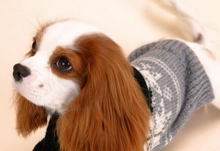 骑士查理王小猎犬的喂食要点 要有适量的肉类