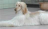 阿富汗猎犬别名?阿富汗猎犬又名喀布尔犬