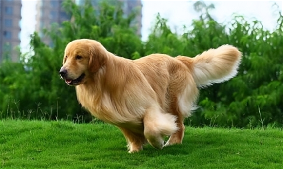 金毛和马犬配种