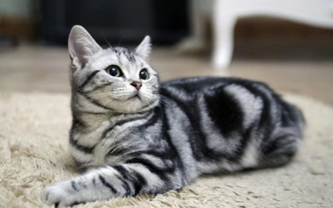 美国短毛猫怎么养 美国短毛猫怎么养