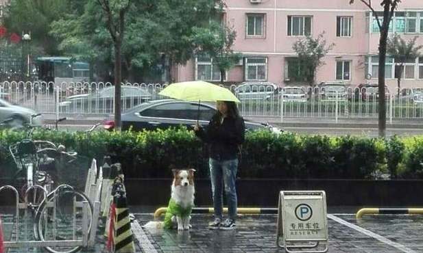 狗狗在门口淋雨等主人,路人小姐姐帮忙打伞遮雨...超暖的一幕! 狗狗在门口淋雨等主人,路人小姐姐帮忙打伞遮雨...超暖的一幕!