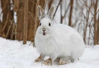 雪兔喂什么饲料?主要以多汁的草本植物 雪兔喂什么饲料?主要以多汁的草本植物