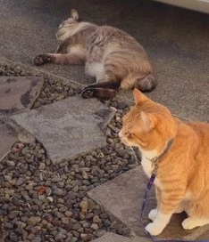 真患难见真情！台风侵袭之日，自家胖橘猫竟带好朋友回家避难…… 