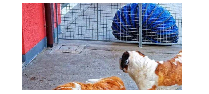忘了喂蓝猫，回家发现它在沙发上看电视吹空调，眼神把主人吓哭