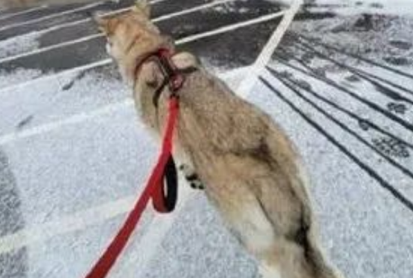领养一只巨大无比的哈士奇,兽医检查完愣了...它可不能养 领养一只巨大无比的哈士奇,兽医检查完愣了...它可不能养