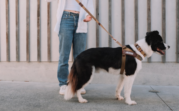 宠物用品品牌EzyDog：它们不只是宠物，更是带来爱和欢乐的家人