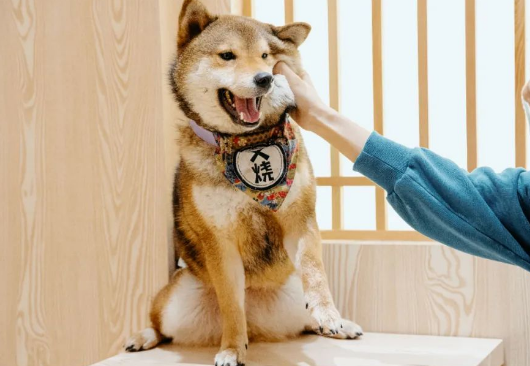 治愈无数广州人的柴犬体验餐厅，快被疫情打倒了