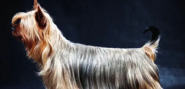 芬兰丝毛犬优缺点 芬兰丝毛犬优缺点